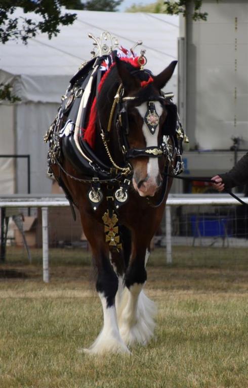 National Horse Brass Society