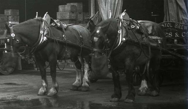 georges drey horses bristol